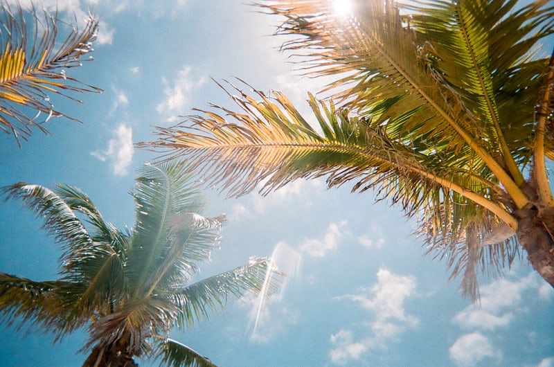 Florida palm trees